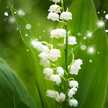 Hong Lily