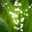 Hong Lily
