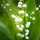 Hong Lily Hong Lily