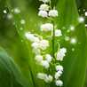 Hong Lily
