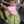 Maria Mani