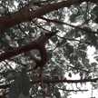 Zantely