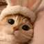 gato