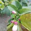 Alaa Souni