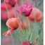 Claudia Saro Reiki