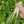 Taous 