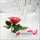 الورد الاحمر🌷🌷🌷 الورد الاحمر🌷🌷🌷
