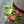 Bint E Umar
