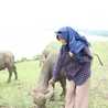 Nimas Shirly Nugroho Nimas Shirly Nugroho