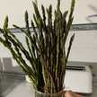 gladys-34-