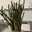 gladys-34- gladys-34-