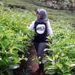 Vina Himatur