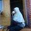 Ulfa Harun