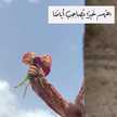 mouna fa