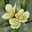 superti wahyuningish