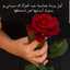 منوعات ملاك