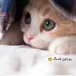 سارا