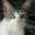 Ras Mini