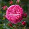 Sheetal