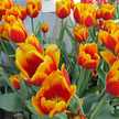 Tulip