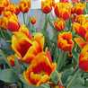 Tulip