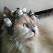 Camelia Junior