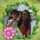 Harsha Jogani