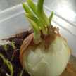 Mbah Gimbal