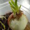 Mbah Gimbal