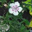 Aqeela_Isma H