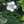 Aqeela_Isma H