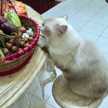 Cek Ju Kitchen