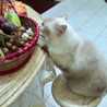 Cek Ju Kitchen