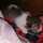 Meomeo