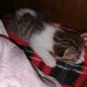 Meomeo