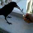 Cuco