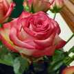 Sharon Stott