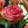 Sharon Stott