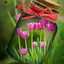 Zaynab Z