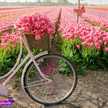 peony