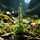 Moss Flower