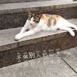 羅敏軒