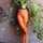 Lale