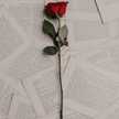 Aminah