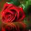 أم حور