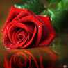 أم حور