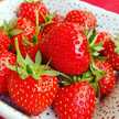 Alimentation en Conscience