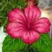 Renu
