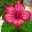 Renu