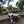 aulia